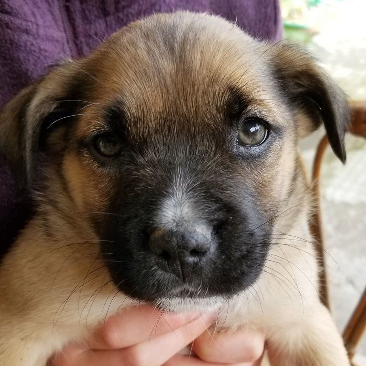 Adopt a Pet - Rufus